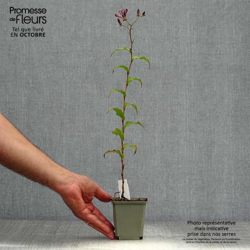 Exemplar von Tricyrtis hirta formosana Sinonome - Krötenlilie Kleine Töpfe von 8/9 cm wie im Herbst geliefert