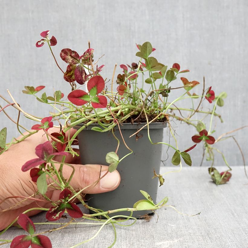 Exemplar von Weiß-Klee Isabella - Trifolium repens Kleine Töpfe von 8/9 cm wie im Herbst geliefert