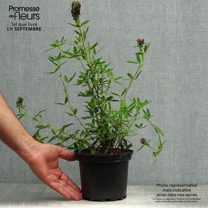 Exemplar von Rotköpfiger Klee - Trifolium rubens Topf mit 2L/3L wie im Herbst geliefert