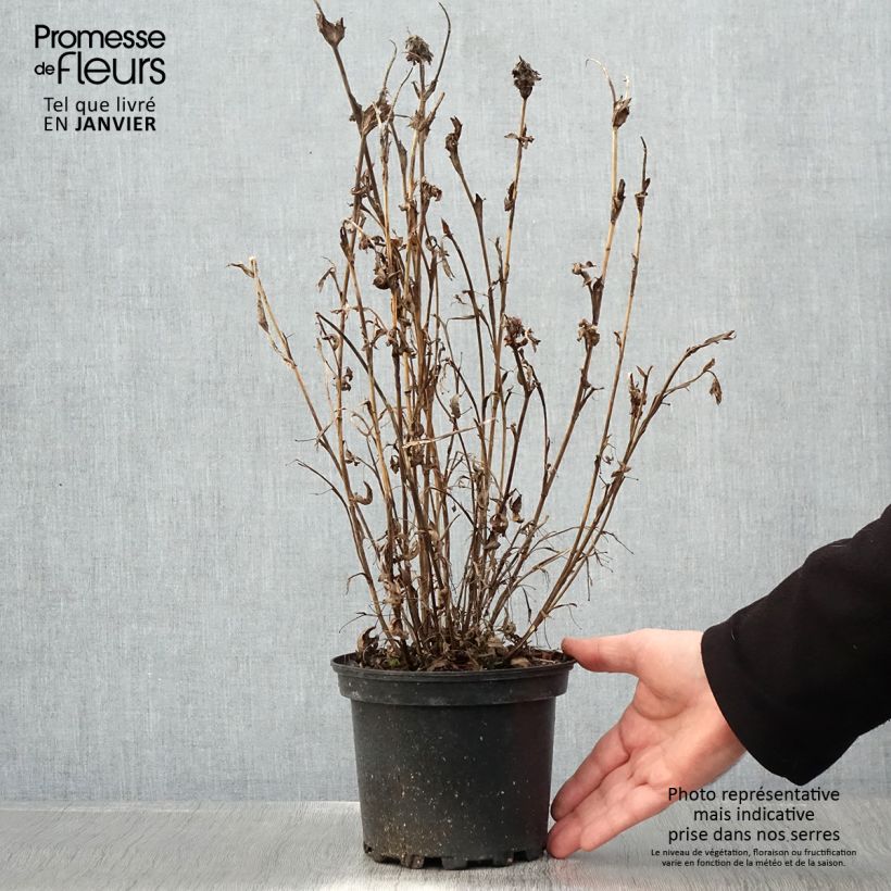 Exemplar von Rotköpfiger Klee - Trifolium rubens Topf mit 2L/3L wie im Winter geliefert