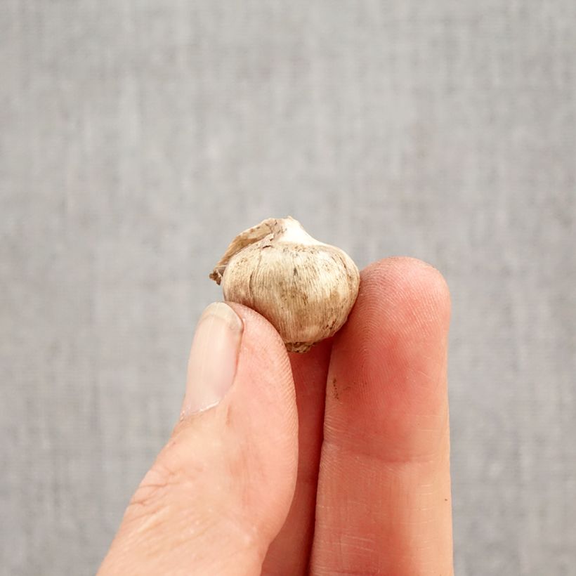 Exemplar von Triteleia Aquarius - Triteleie Zwiebel Kaliber/Größe 5+ wie im Frühjahr geliefert