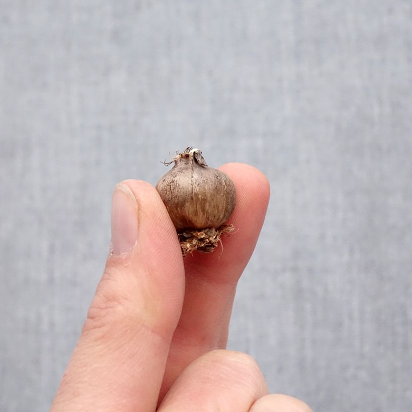 Exemplar von Triteleia Corrina - Triteleie Zwiebel Kaliber/Größe 5+ wie im Frühjahr geliefert