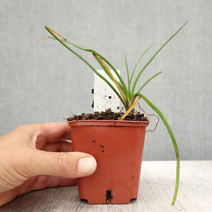 Exemplar von Fackellilie Mango Popsicle - Kniphofia Kleine Töpfe von 8/9 cm wie im Herbst geliefert
