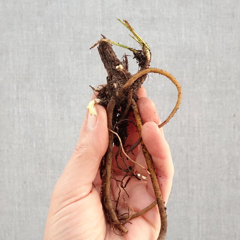 Exemplar von Fackellilie Mango Popsicle - Kniphofia Wurzelnackt wie im Winter geliefert