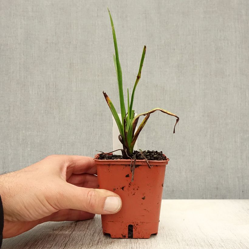 Exemplar von Garten-Fackellilie Orange Vanilla Popsicle - Kniphofia uvaria Kleine Töpfe von 8/9 cm wie im Herbst geliefert