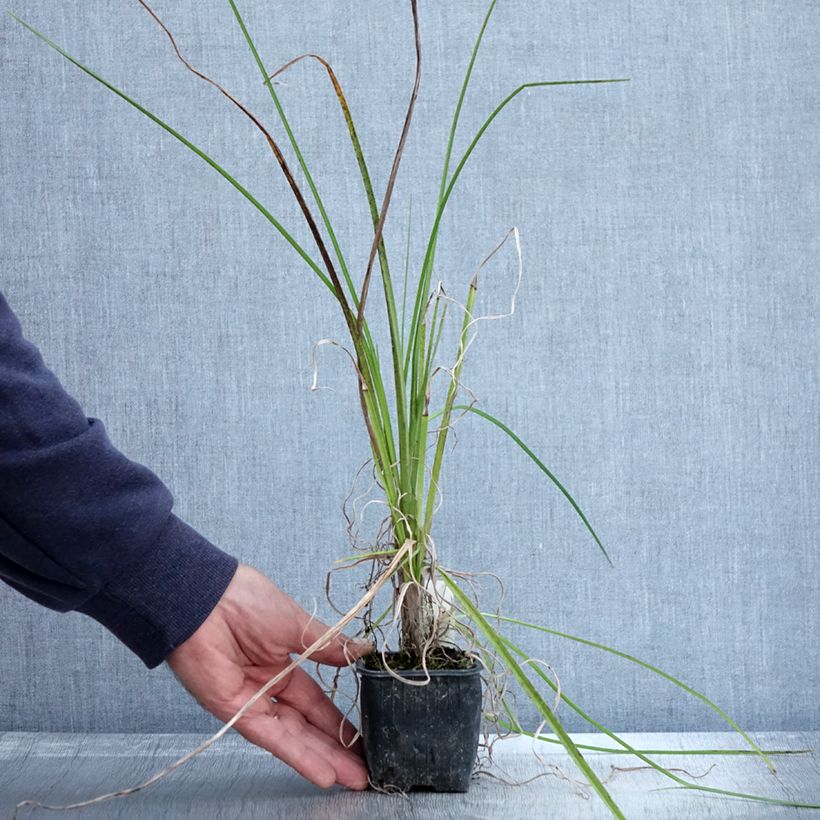 Exemplar von Fackellilie Papaya Popsicle - Kniphofia Kleine Töpfe von 8/9 cm wie im Herbst geliefert