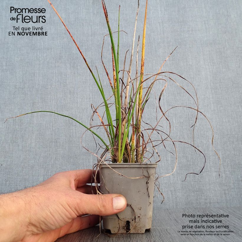 Exemplar von Fackellilie Pineapple Popsicle - Kniphofia Kleine Töpfe von 8/9 cm wie im Herbst geliefert