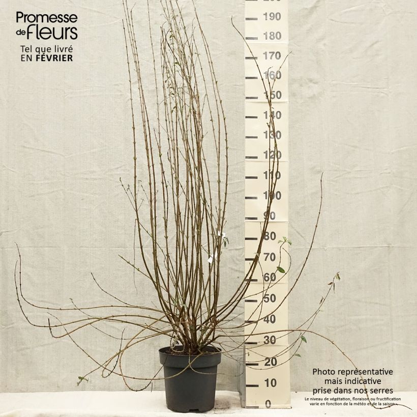 Exemplar von Schwarzgrüner Liguster Atrovirens - Ligustrum vulgare Topf mit 12L/15L wie im Winter geliefert