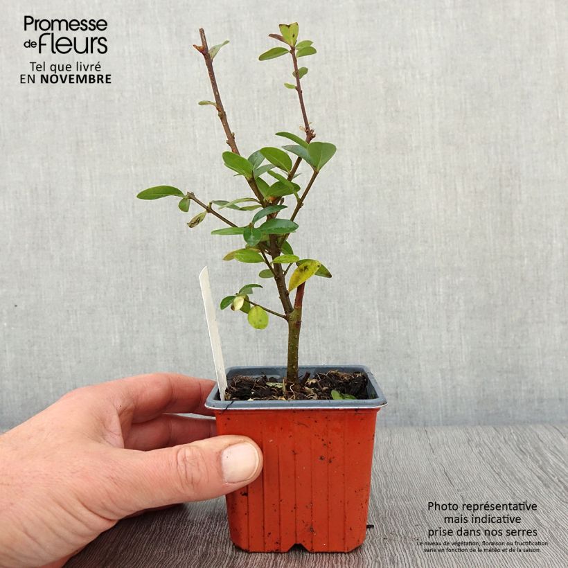 Exemplar von Schwarzgrüner Liguster Atrovirens - Ligustrum vulgare Kleine Töpfe von 8/9 cm wie im Herbst geliefert
