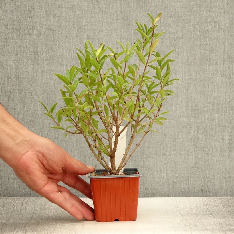 Exemplar von Schwarzgrüner Liguster Atrovirens - Ligustrum vulgare Kleine Töpfe von 8/9 cm wie im Sommer geliefert