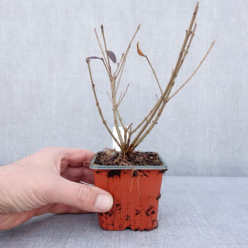 Exemplar von Schwarzgrüner Liguster Atrovirens - Ligustrum vulgare Kleine Töpfe von 8/9 cm wie im Winter geliefert