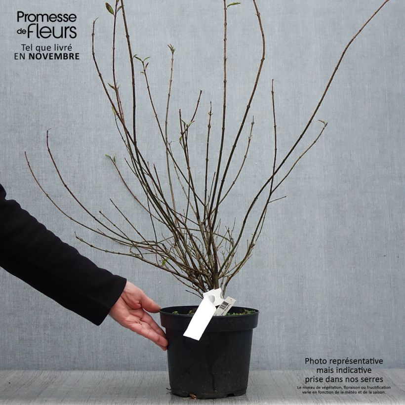 Exemplar von Schwarzgrüner Liguster Atrovirens - Ligustrum vulgare Topf mit 4L/5L wie im Herbst geliefert