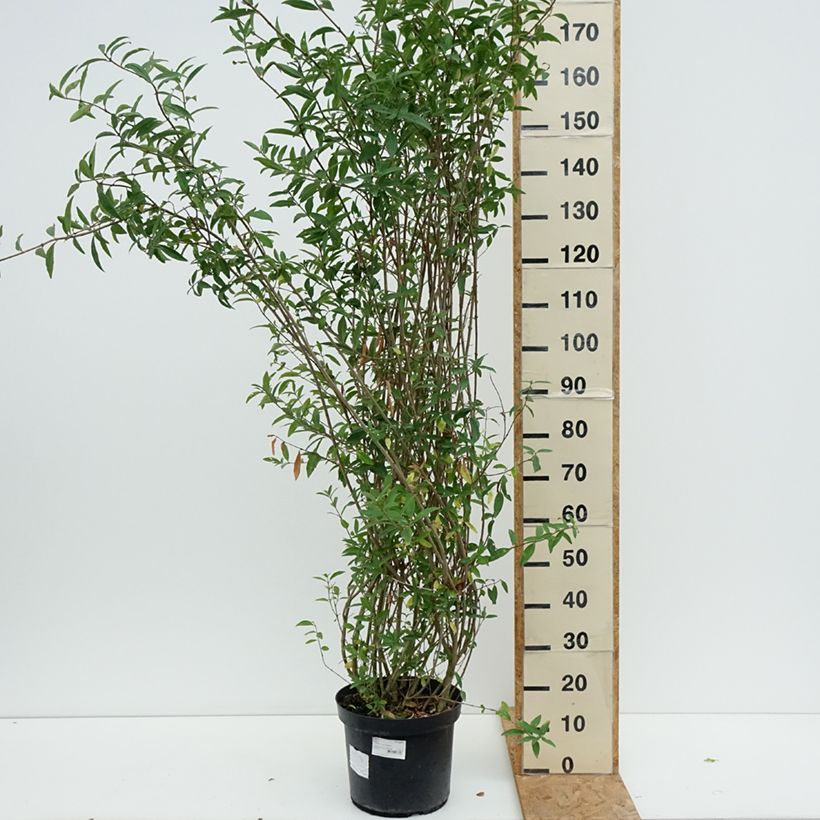 Exemplar von Schwarzgrüner Liguster Atrovirens - Ligustrum vulgare Topf mit 12L/15L wie im Sommer geliefert