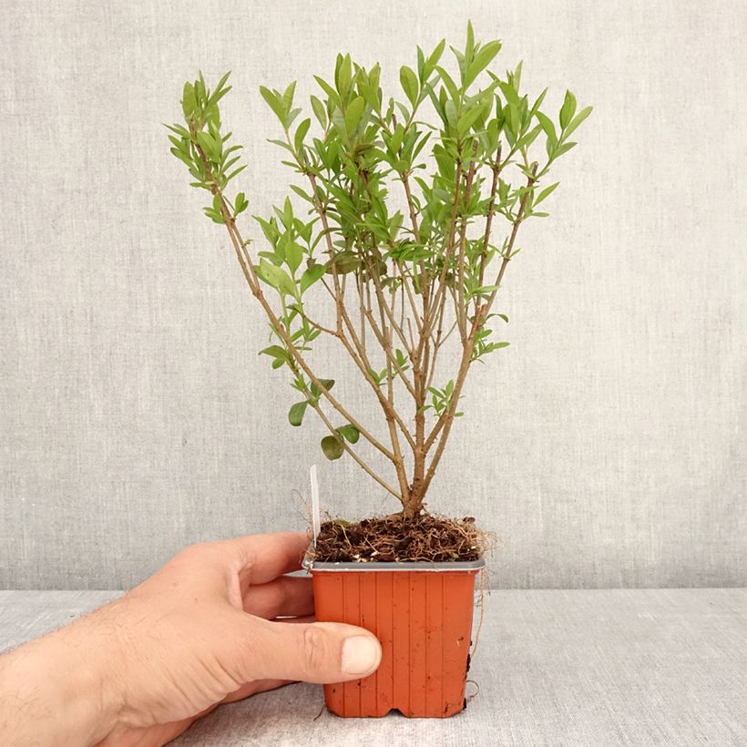 Exemplar von Zwergliguster Lodense - Ligustrum vulgare Kleine Töpfe von 8/9 cm wie im Frühjahr geliefert