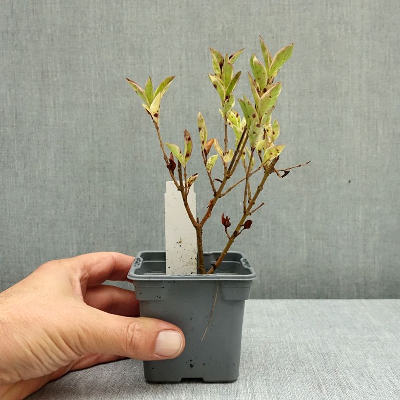 Exemplar von Weißgerandeter Ovalblättriger Argenteum - Ligustrum ovalifolium Kleine Töpfe von 8/9 cm wie im Herbst geliefert
