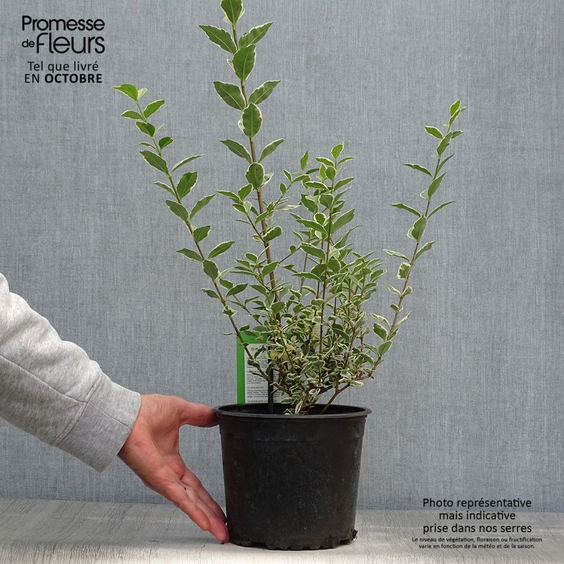 Exemplar von Weißgerandeter Ovalblättriger Argenteum - Ligustrum ovalifolium Topf mit 2L/3L wie im Herbst geliefert