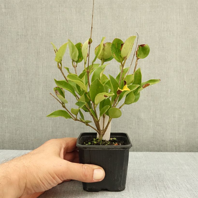 Exemplar von Glanz-Liguster - Ligustrum lucidum Kleine Töpfe von 8/9 cm wie im Herbst geliefert