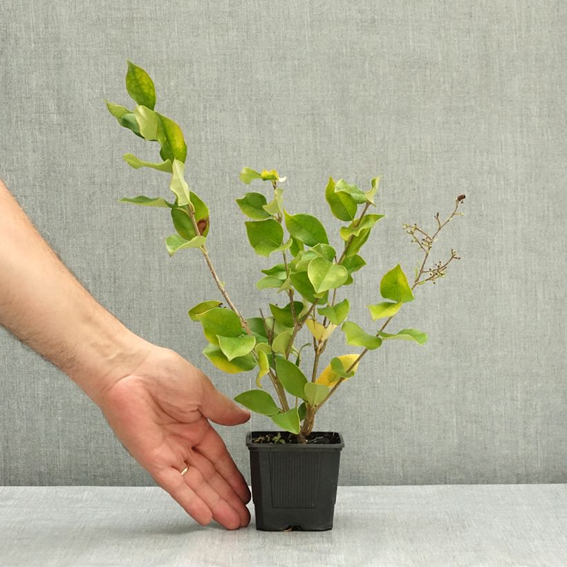 Exemplar von Glanz-Liguster - Ligustrum lucidum Kleine Töpfe von 8/9 cm wie im Sommer geliefert