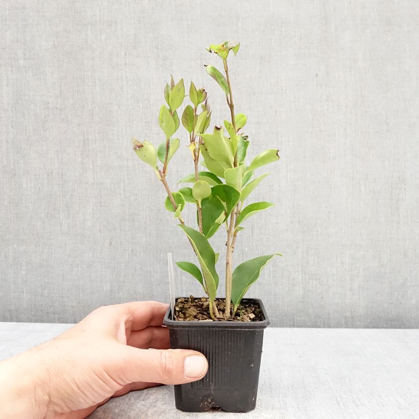 Glanz-Liguster - Ligustrum lucidum