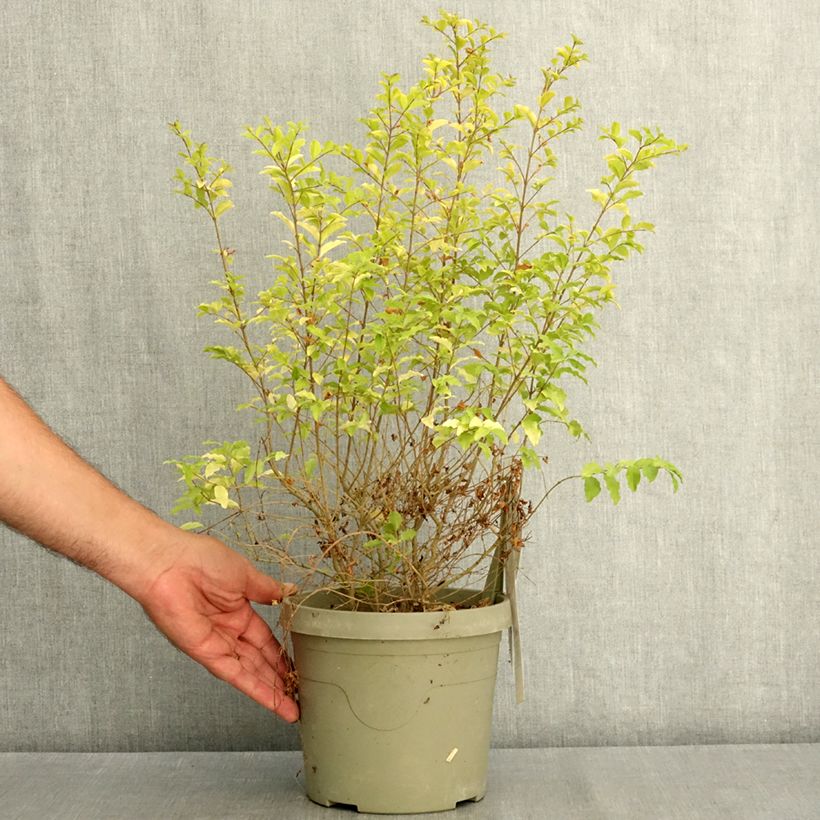 Exemplar von Chinesischer Liguster Sunshine - Ligustrum sinense Topf mit 2L/3L wie im Sommer geliefert