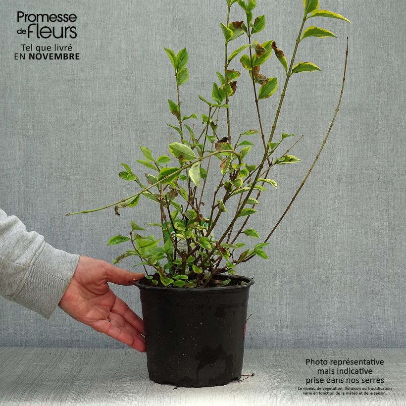 Exemplar von Goldliguster Aureum - Ligustrum ovalifolium Topf mit 2L/3L wie im Herbst geliefert