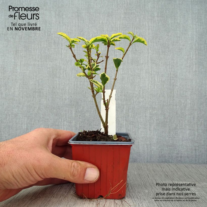 Exemplar von Goldliguster Aureum - Ligustrum ovalifolium Kleine Töpfe von 8/9 cm wie im Herbst geliefert