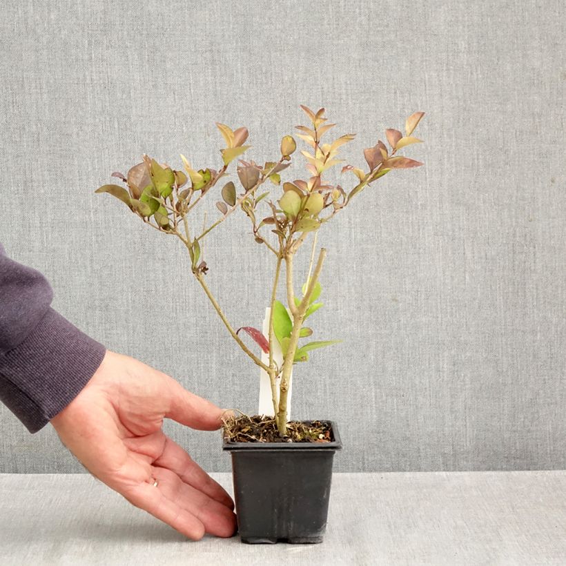 Exemplar von Gelblaubiger Liguster - Ligustrum vicaryi Kleine Töpfe von 8/9 cm wie im Herbst geliefert