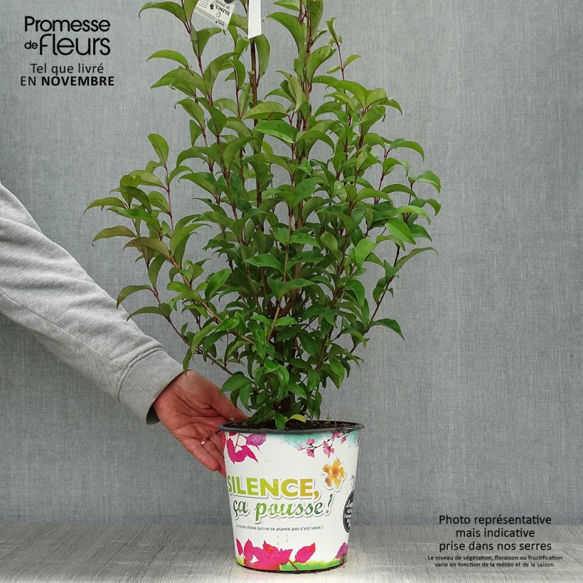 Exemplar von Japanischer Liguster - Ligustrum japonicum Topf mit 1,5L/2L wie im Herbst geliefert
