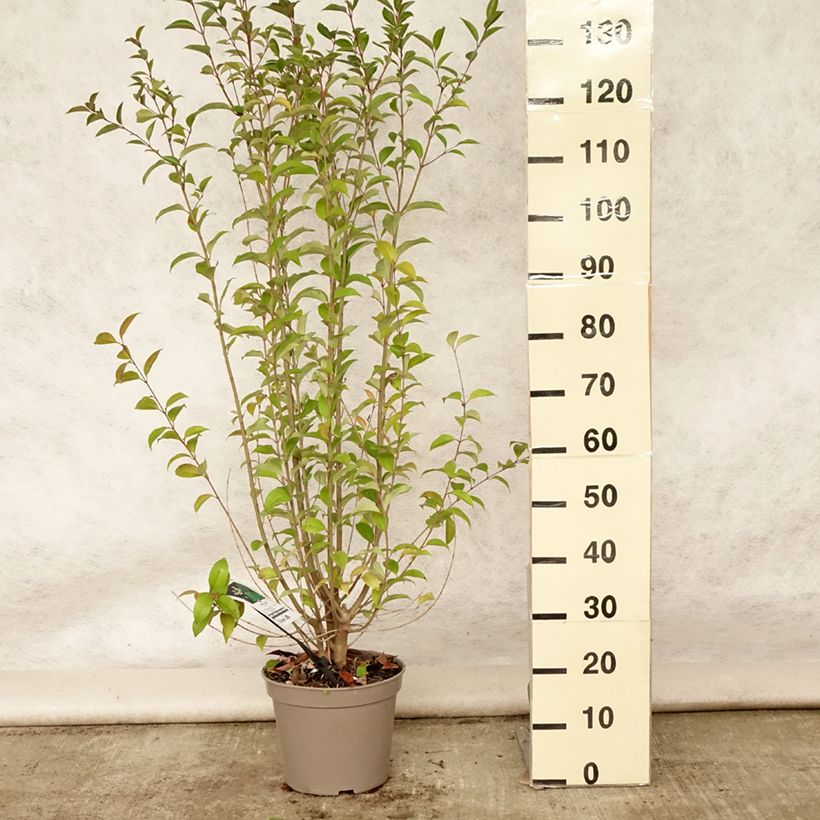 Exemplar von Japanischer Liguster - Ligustrum japonicum Topf mit 7,5L/10L wie im Sommer geliefert