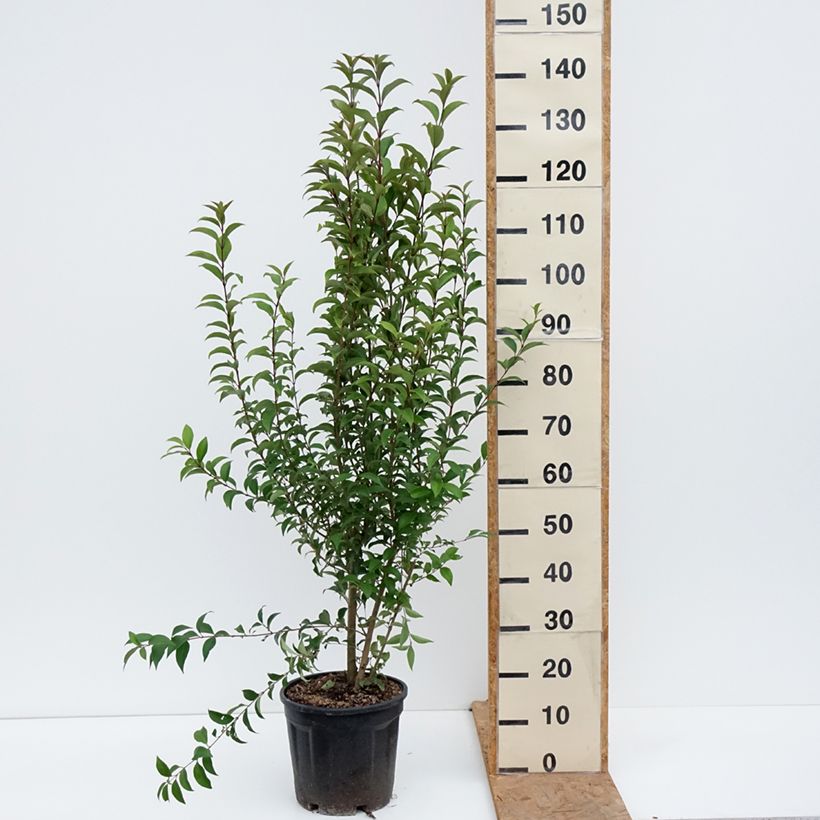 Exemplar von Japanischer Liguster - Ligustrum japonicum Topf mit 7,5L/10L wie im Herbst geliefert