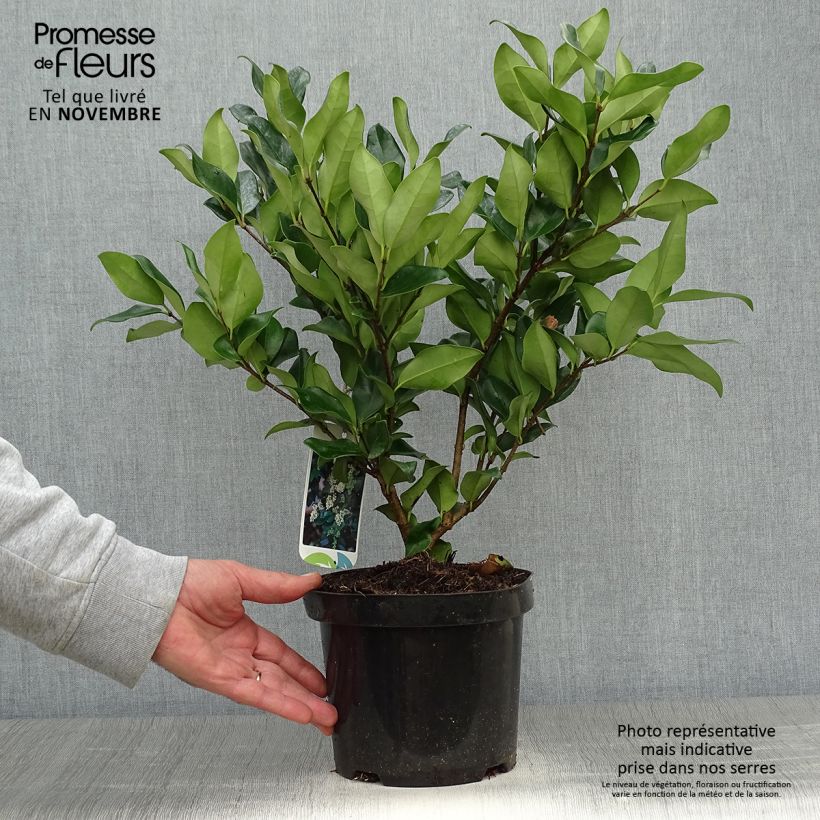 Exemplar von Japanischer Liguster Texanum - Ligustrum japonicum Topf mit 2L/3L wie im Herbst geliefert