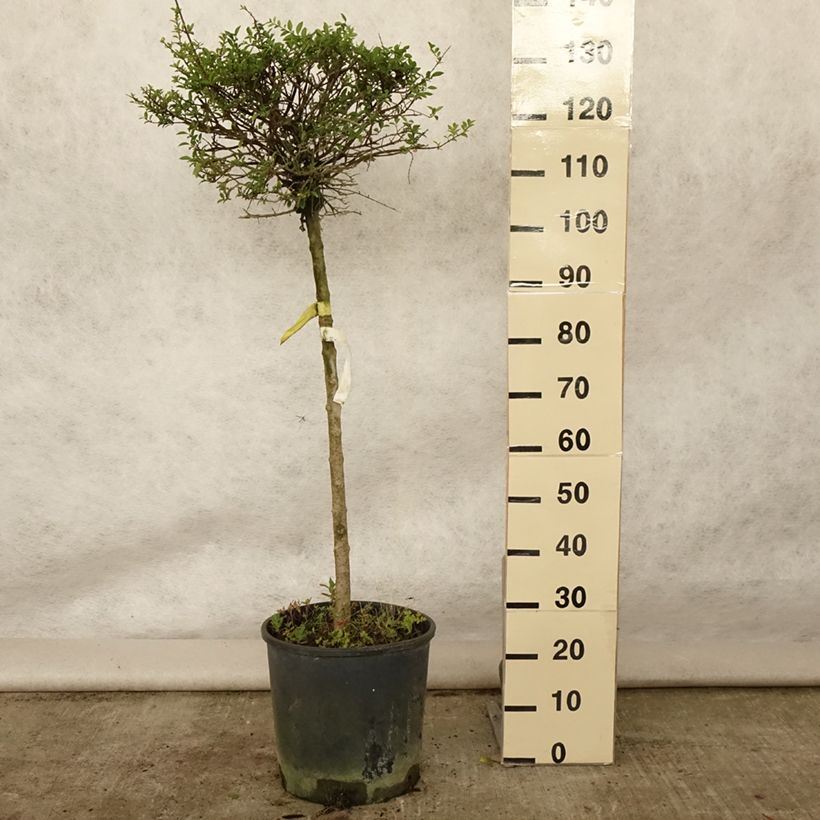Exemplar von Delavays Liguster - Ligustrum delavayanum Topf mit 12L/15L, 1/4 Stängel wie im Sommer geliefert
