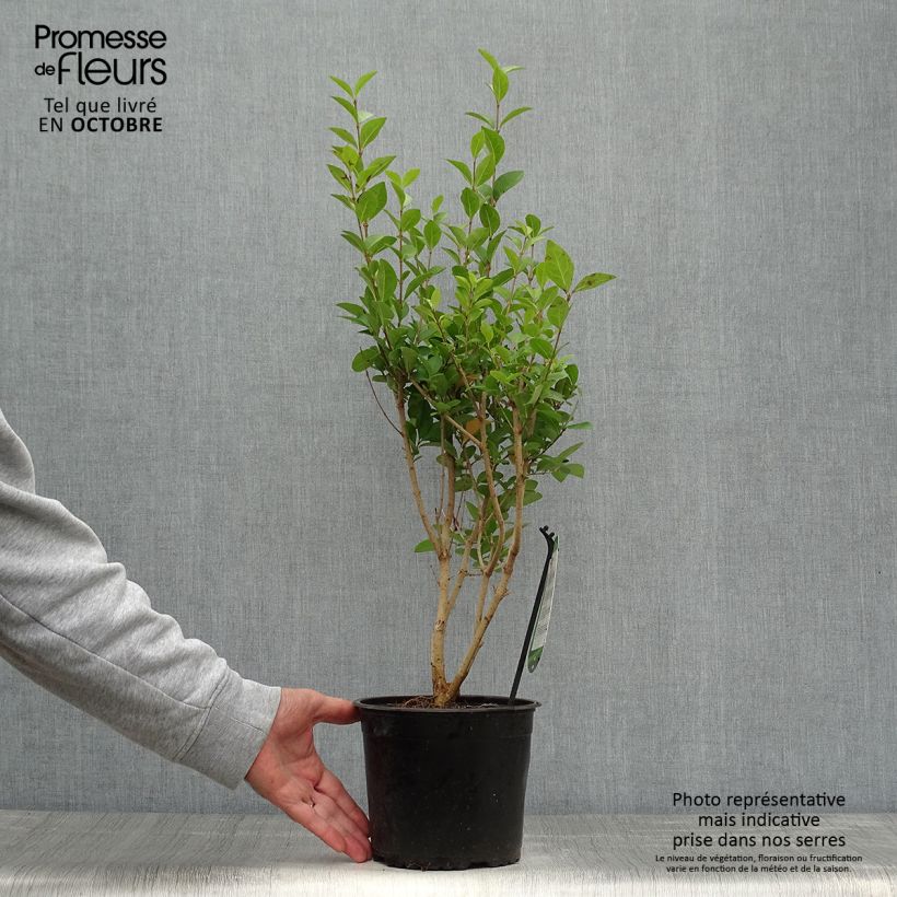 Exemplar von Ovalblättriger Liguster - Ligustrum ovalifolium Topf mit 2L/3L wie im Herbst geliefert