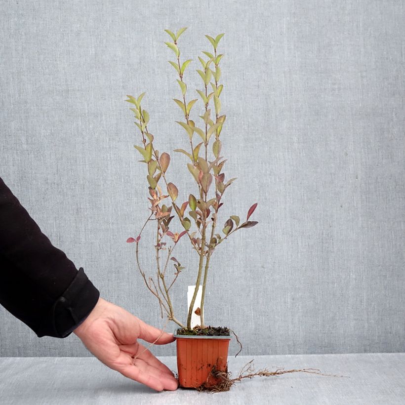 Exemplar von Ovalblättriger Liguster - Ligustrum ovalifolium Kleine Töpfe von 8/9 cm wie im Herbst geliefert