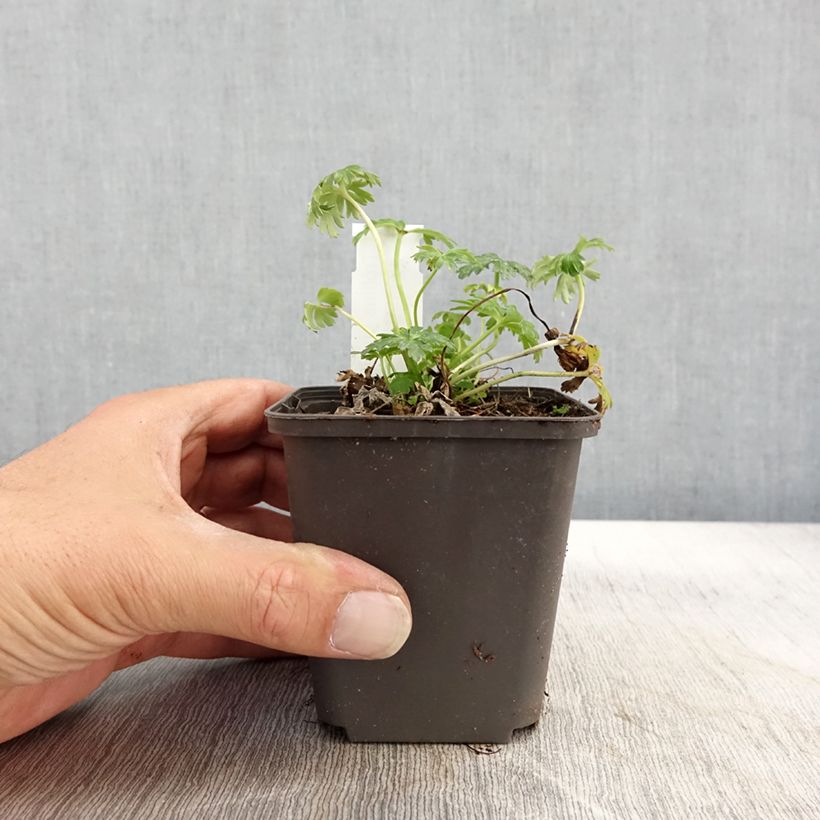 Exemplar von Niedriger Trollblume - Trollius pumilus Kleine Töpfe von 8/9 cm wie im Herbst geliefert