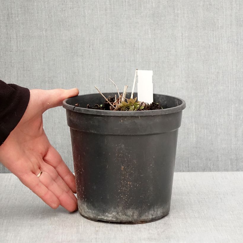 Exemplar von Chinesische Trollblume Golden Queen - Trollius chinensis Topf mit 2L/3L wie im Frühjahr geliefert