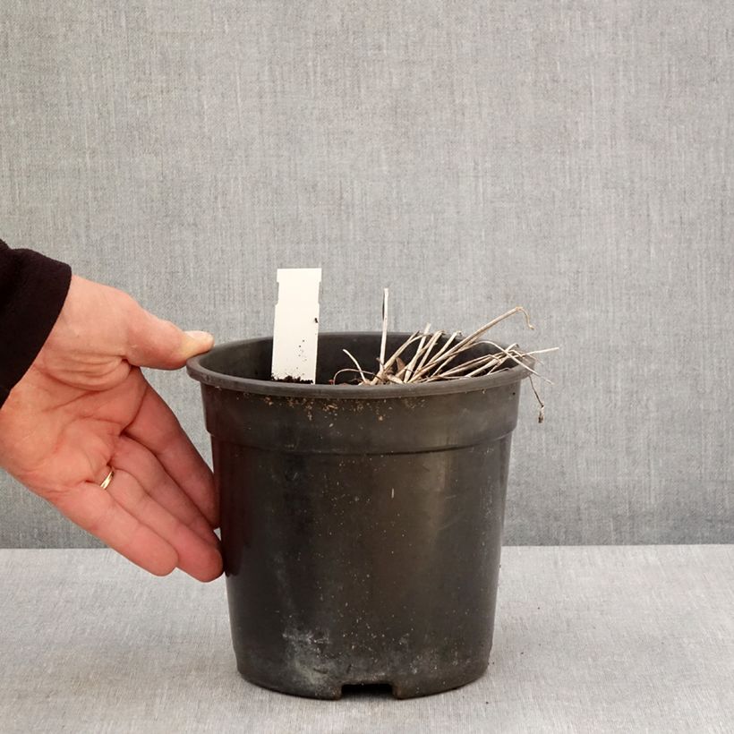 Exemplar von Trollblume Cheddar - Trollius Topf mit 2L/3L wie im Frühjahr geliefert