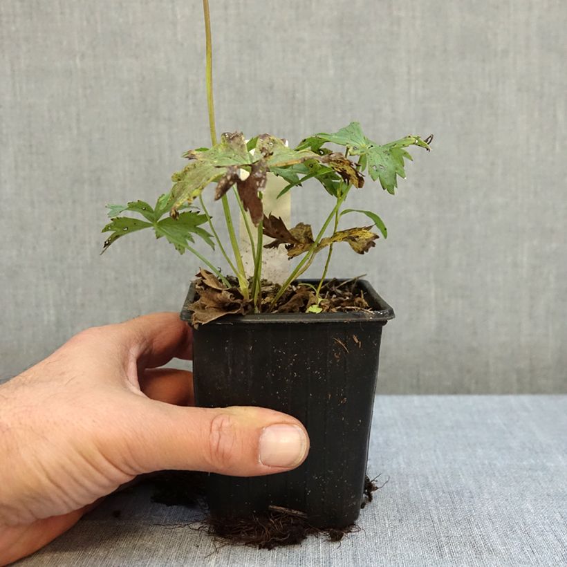 Exemplar von Asiatischer Trollblume - Trollius asiaticus Kleine Töpfe von 8/9 cm wie im Herbst geliefert