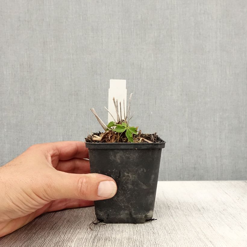 Exemplar von Trollblume Lemon Queen - Trollius Kleine Töpfe von 8/9 cm wie im Herbst geliefert