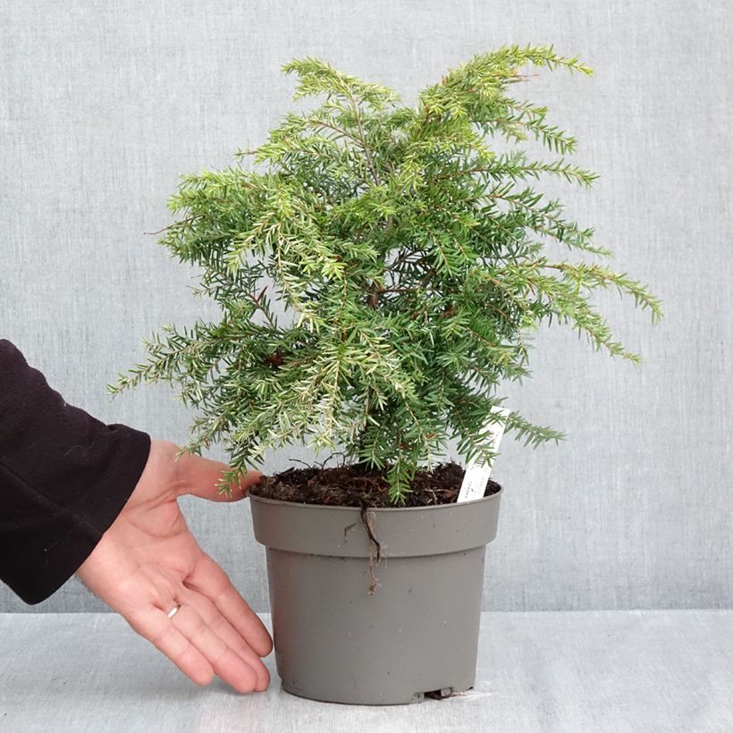 Exemplar von Tsuga canadensis Jeddeloh - Hemlockstanne Topf mit 2L/3L wie im Herbst geliefert