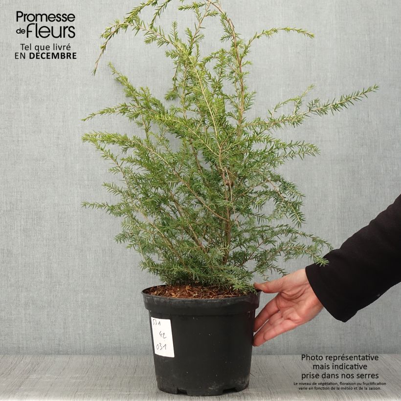 Exemplar von Tsuga canadensis - Hemlockstanne Topf mit 3L/4L wie im Herbst geliefert