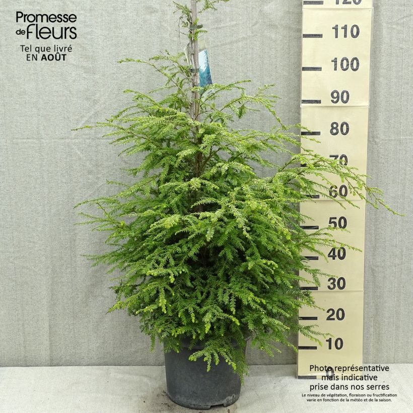 Exemplar von Tsuga canadensis - Hemlockstanne Topf mit 3L/4L wie im Sommer geliefert