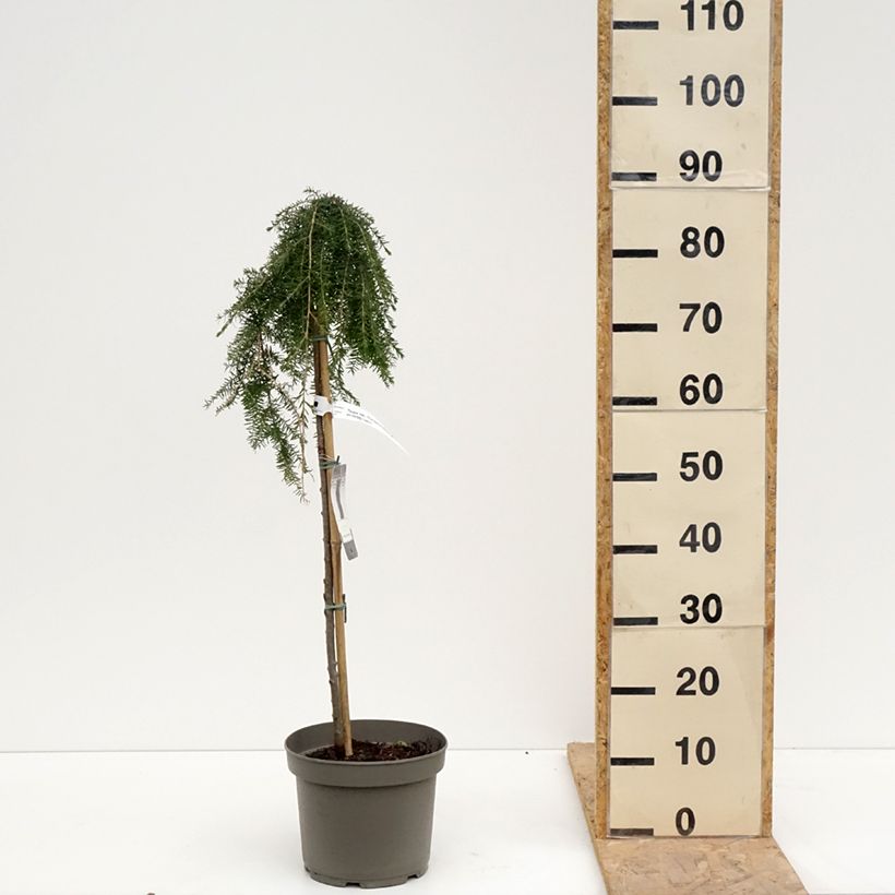 Exemplar von Tsuga heterophylla Thorssen's Weeper - Hemlockstanne Topf mit 4L/5L, Stamm wie im Frühjahr geliefert