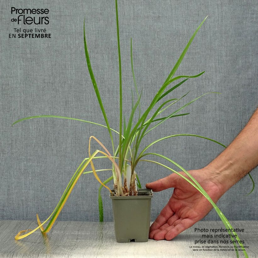 Exemplar von Tulbaghia cominsii Violacea Kleine Töpfe von 8/9 cm wie im Herbst geliefert