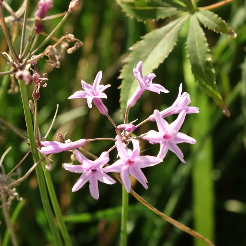Tulbaghia Dark Star (Blüte)