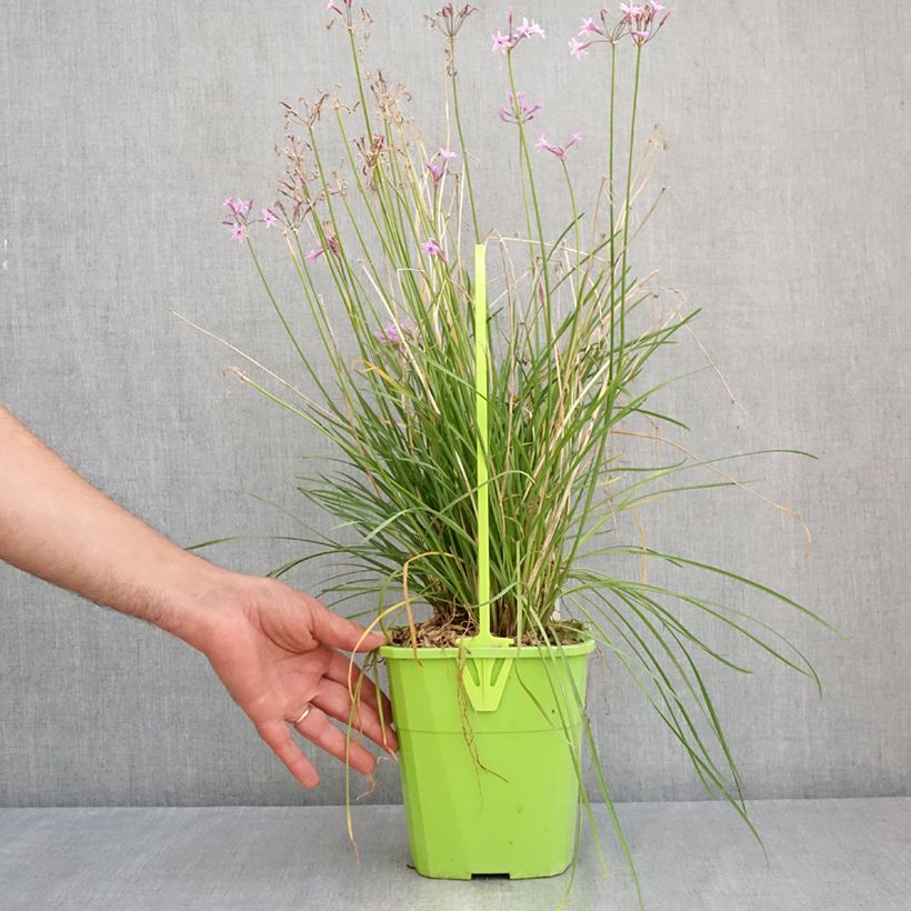 Exemplar von Tulbaghia Dark Star Topf mit 3L/4L wie im Sommer geliefert