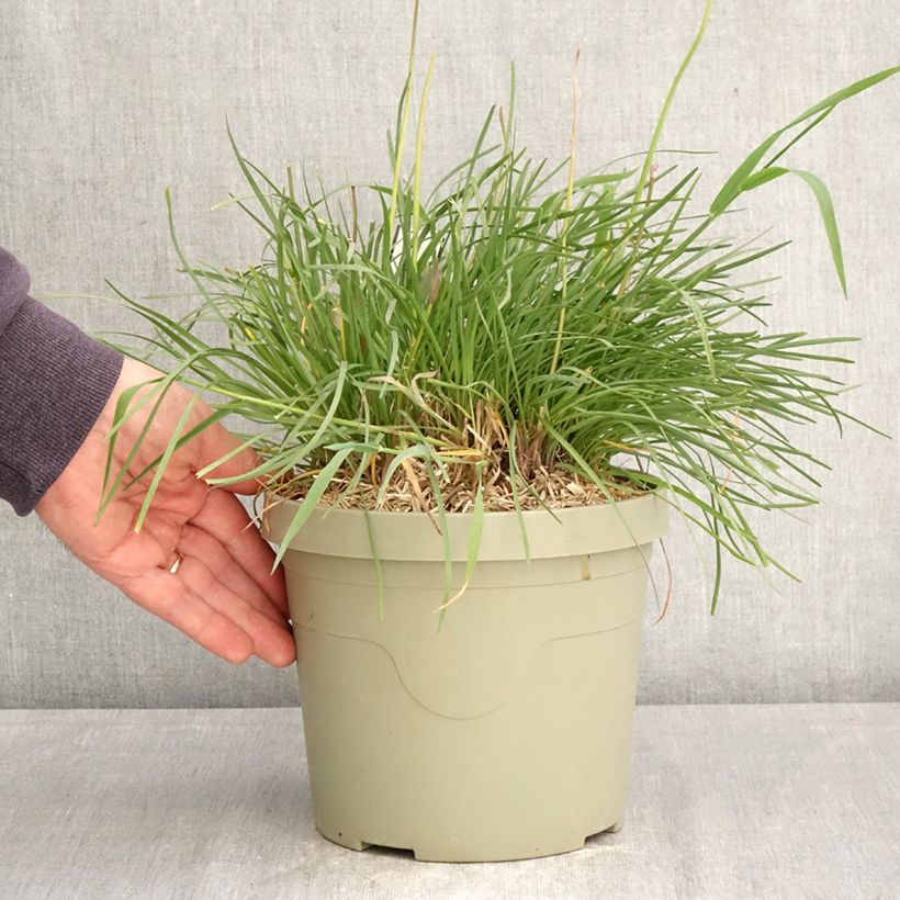 Exemplar von Tulbaghia Dark Star Topf mit 3L/4L wie im Frühjahr geliefert