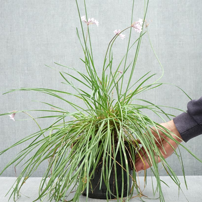 Exemplar von Tulbaghia Fairy Star Topf mit 3L/4L wie im Frühjahr geliefert