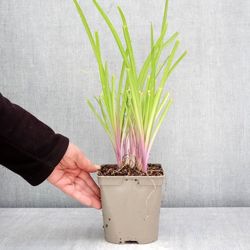 Exemplar von Tulbaghia violacea Flamingo Topf mit 2L/3L wie im Frühjahr geliefert