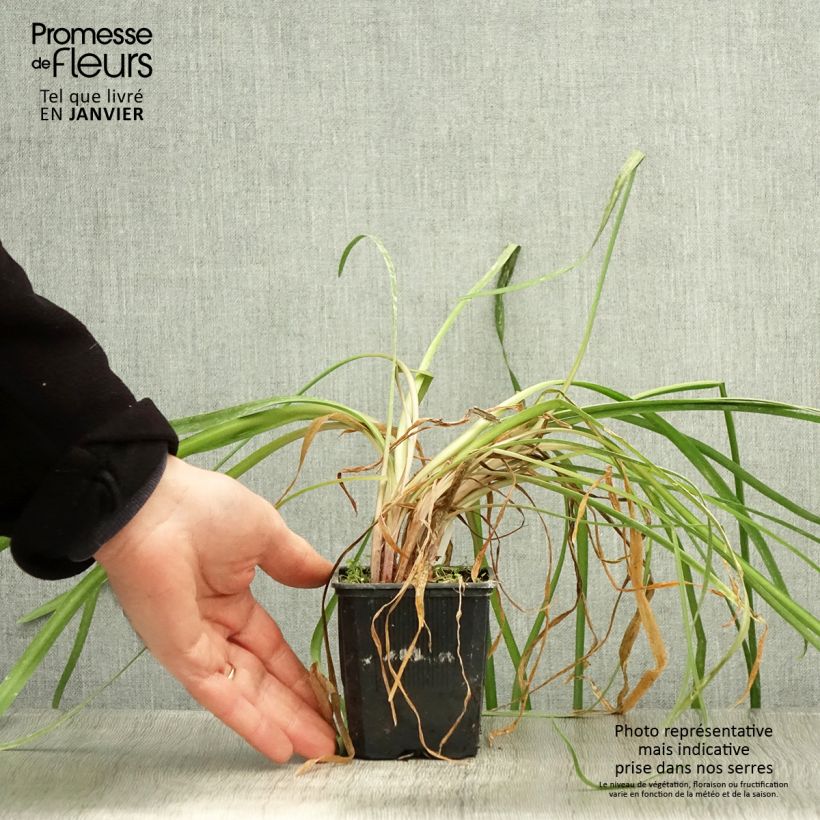 Exemplar von Tulbaghia violacea var. maritima simmleri Himba Kleine Töpfe von 7/8 cm wie im Winter geliefert